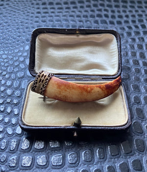 antique victorian faux claw brooch pin